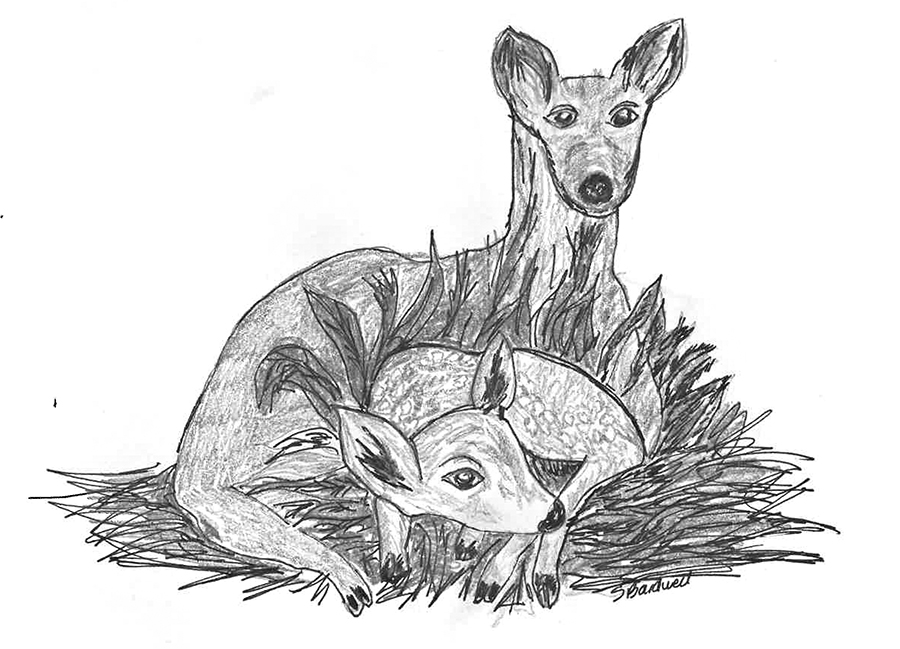 Possumhaw: Of fowl and fawn