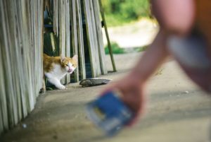 Caring for community cats: Volunteers in Columbus, Starkville ‘trap, neuter, release’ feral cats