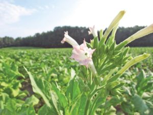 Ebola puts focus on drugs made in tobacco plants