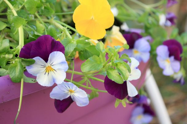 Southern gardening: Cool Wave pansies offer winter beauty