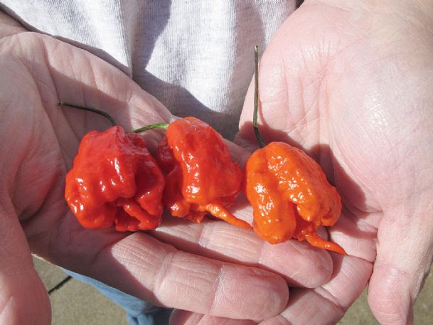 World’s hottest pepper grown in South Carolina