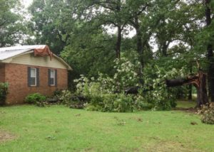 Southern Gardening: Use care when trimming storm-damaged trees