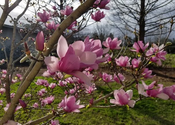 Southern Gardening: Spring blooms herald early arrival of spring