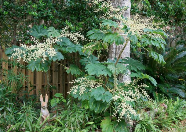 Southern gardening: Rice paper plant adds tropical flair to garden