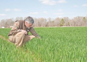 Cold weather slowed winter wheat, but crop should thrive