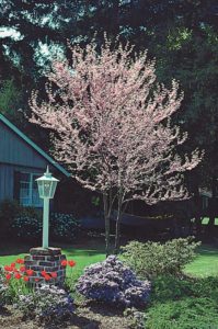 Spring planting is near: Arbor Day Foundation offers redbud trees