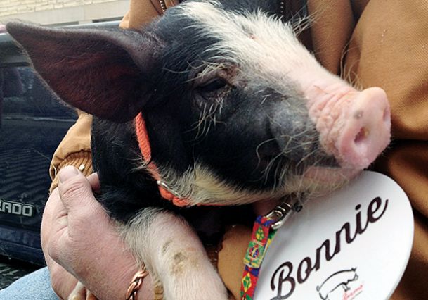 Iowa governor pardons pig before bacon festival