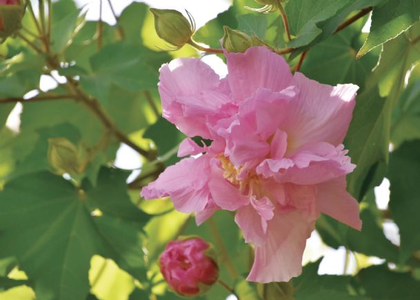 Southern Gardening: Try Confederate Rose, a pass-along heirloom