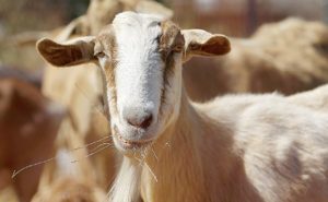 Here, only goats can prevent airport fires