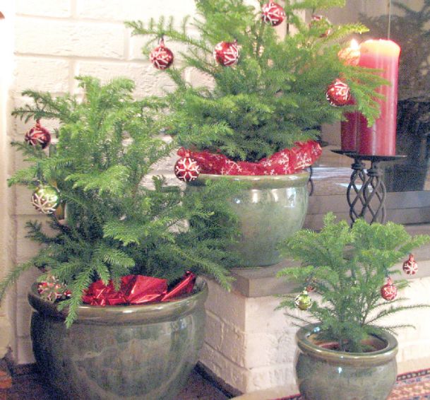 Local landscapes: Decorating, gifting with plants