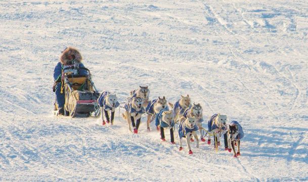 MUSH! A Southern boy finds his calling among sled dogs