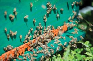 Honeybees trained to find land mines in Croatia