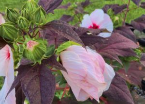 Southern Gardening: Hardy Summer Storm hibiscus is garden treat