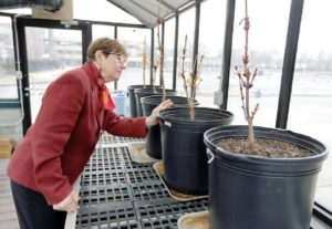 Saplings from Anne Frank’s tree take root in U.S.