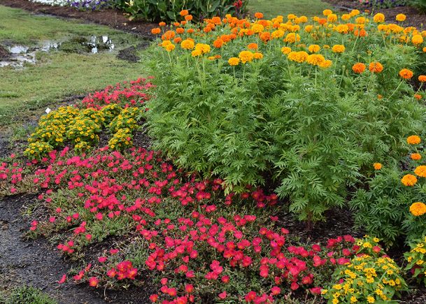 Southern Gardening: Marigolds supply lasting color, help for tomatoes