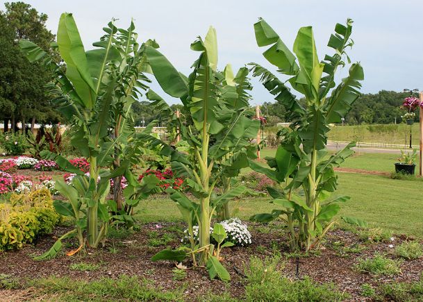 Southern Gardening: Banana plants add color, tropical flair to landscape