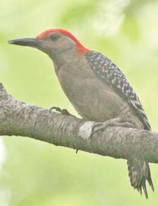 MSU studies how bird beak’s design may lead to better helmets