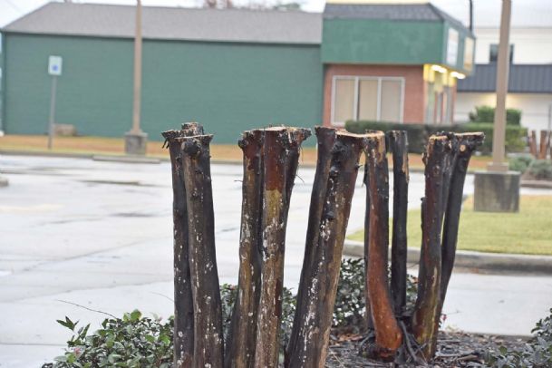 Southern Gardening: Prune crape myrtles, but don’t butcher them