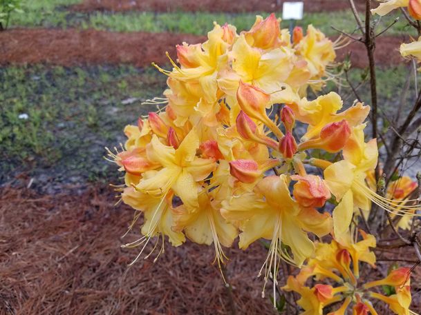 Southern Gardening: Deciduous azaleas can prosper in full sun