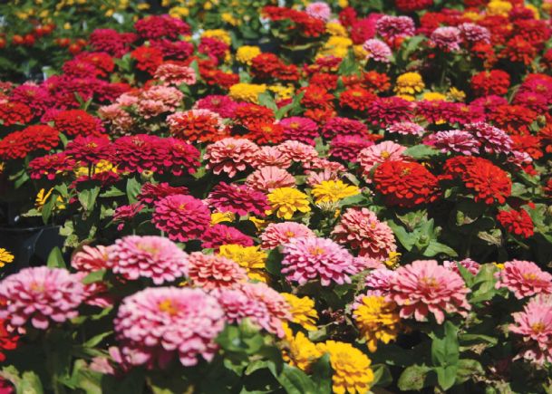 Southern Gardening: Zinnia Zowie and Magellan bring summer-long blooms