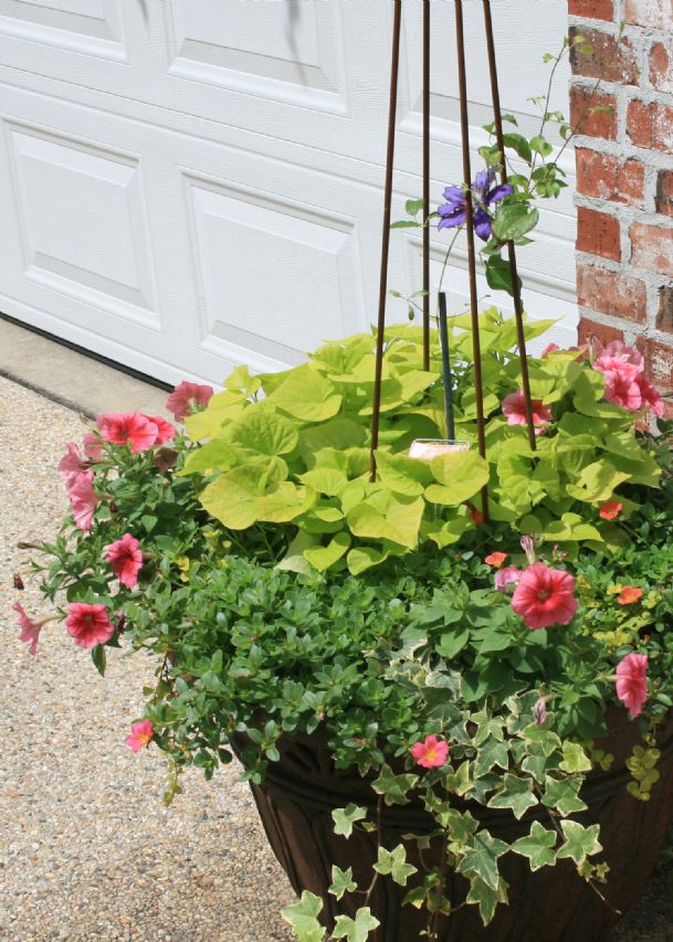 Southern Gardening: Supertunias make a super garden impact