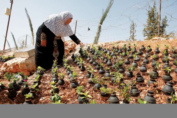 West Bank plants tear gas grenade garden