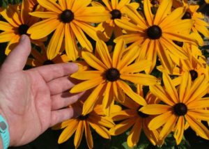 Southern Gardening: Make spring rudbeckia choices now