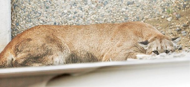 Mountain lion scares shoppers in Utah