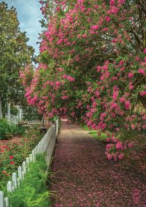 Worth the drive: Natchez International Crepe Myrtle Festival opens June 21