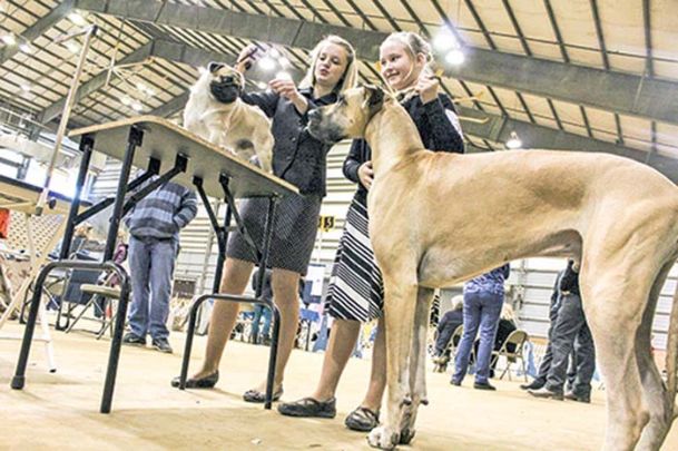 Starkville Dog Show