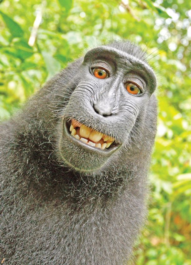 Monkeys take ‘selfies,’ copyright dispute ensues from camera owner