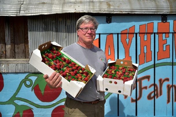 Spring’s early gift, sweet strawberries are in