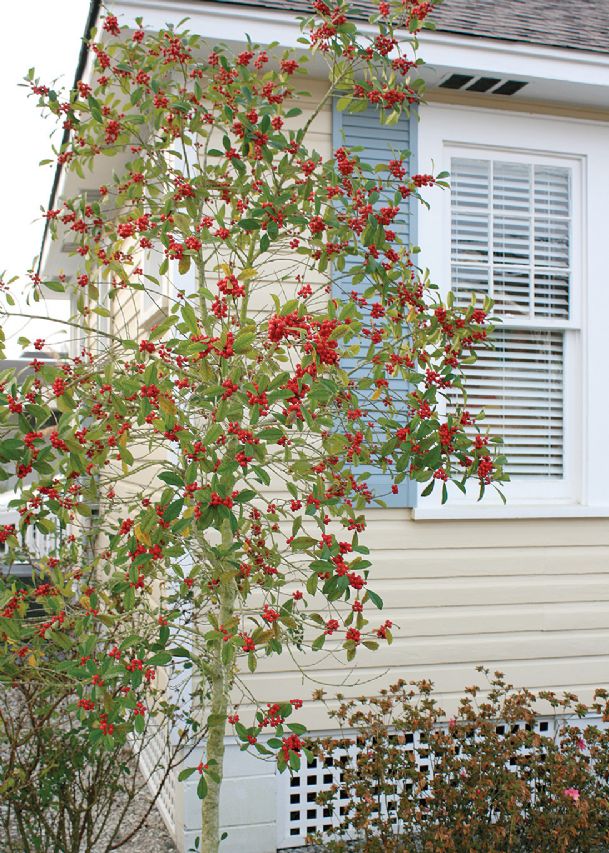 Southern Gardening: Savannah holly thrives year-round in the state