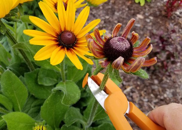 Southern Gardening: Remove spent flowers to prolong blooming