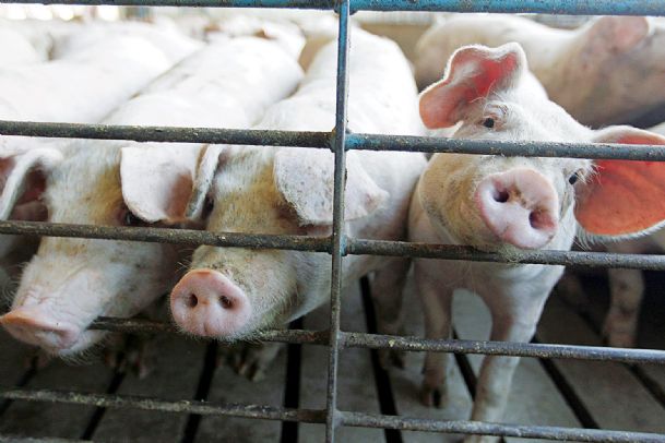 Pigs smart as dogs? Activists pose the question