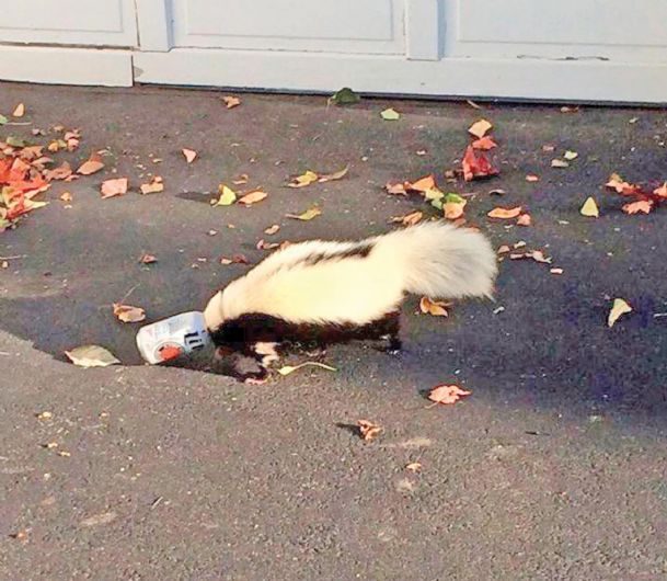 Ohio college president backs skunk safety