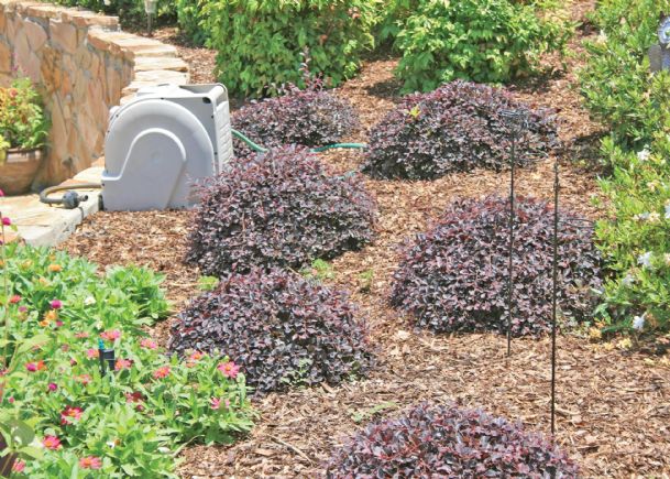 Southern Gardening: Use loropetalum for early spring blooms