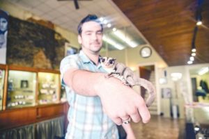 A sugar glider in downtown Columbus