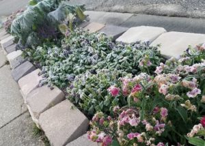 Southern Gardening: Be patient assessing plant damage after a hard freeze