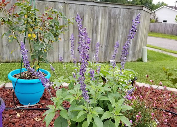 Southern Gardening: Gary lists his 2017 garden favorites