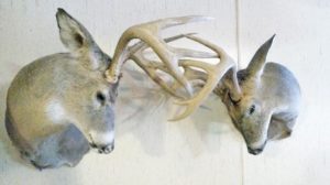 Storied locked antlers find their way home