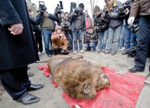 Lions, bears removed from gangster’s property