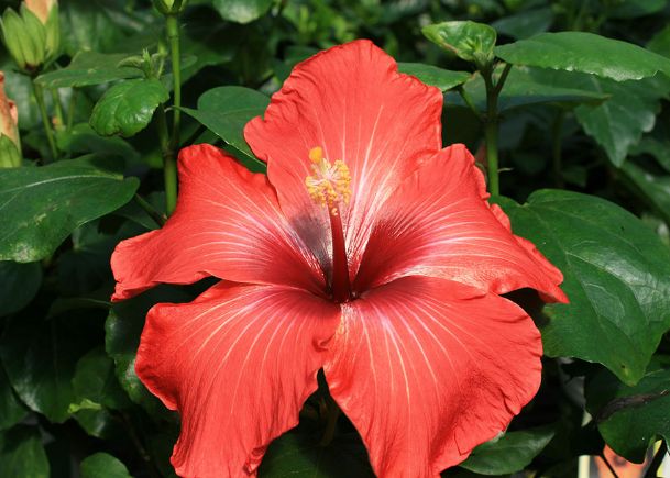 Southern Gardening: Hibiscus varieties offer tropical color