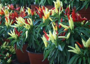 Southern Gardening: Color fall gardens with ornamental peppers