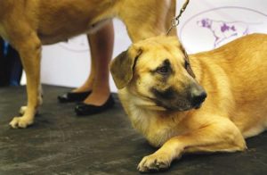 Westminster dog show adds event with mixed breeds