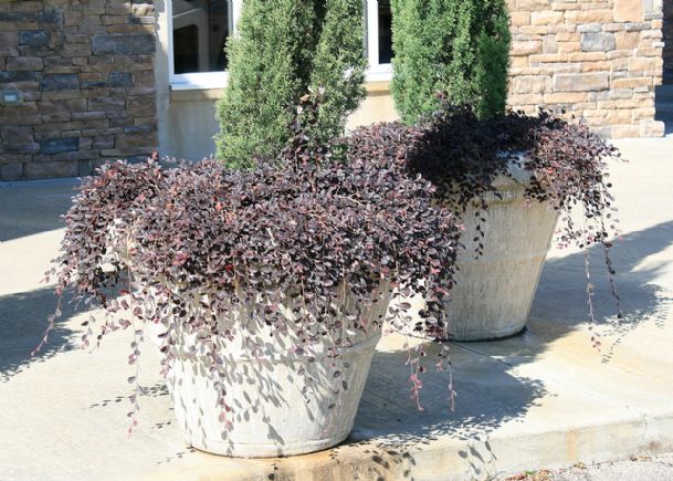 Southern Gardening: Loropetalums helps anchor landscapes