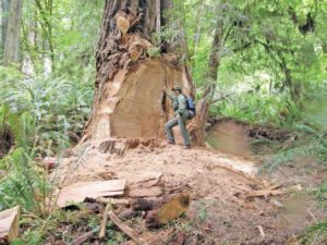 Redwood park closes road to deter burl poachers
