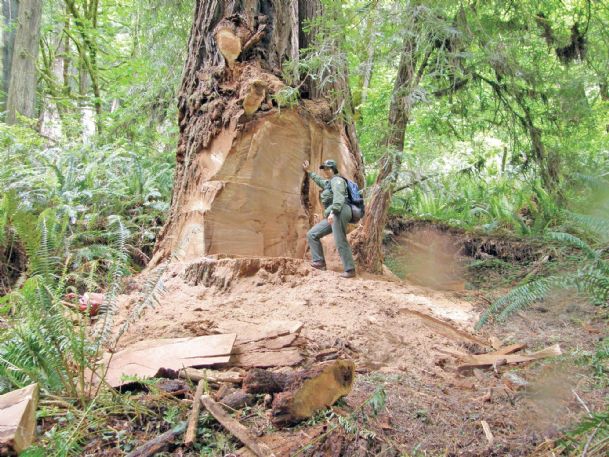 Redwood park closes road to deter burl poachers