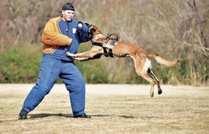 CPD shows new police dog