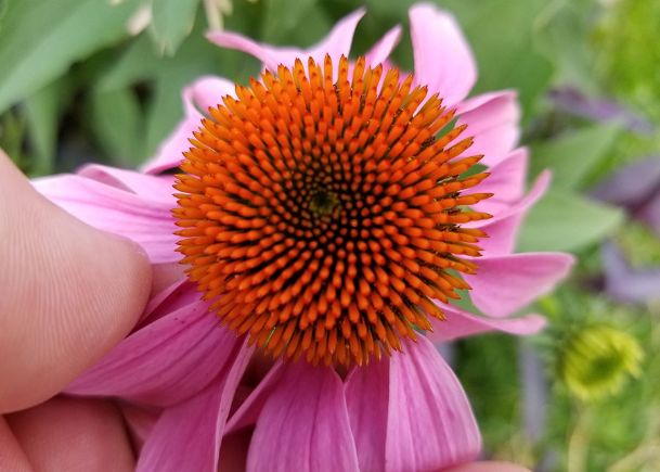 Southern Gardening: Beautiful and easy-to-grow coneflowers make them a hit